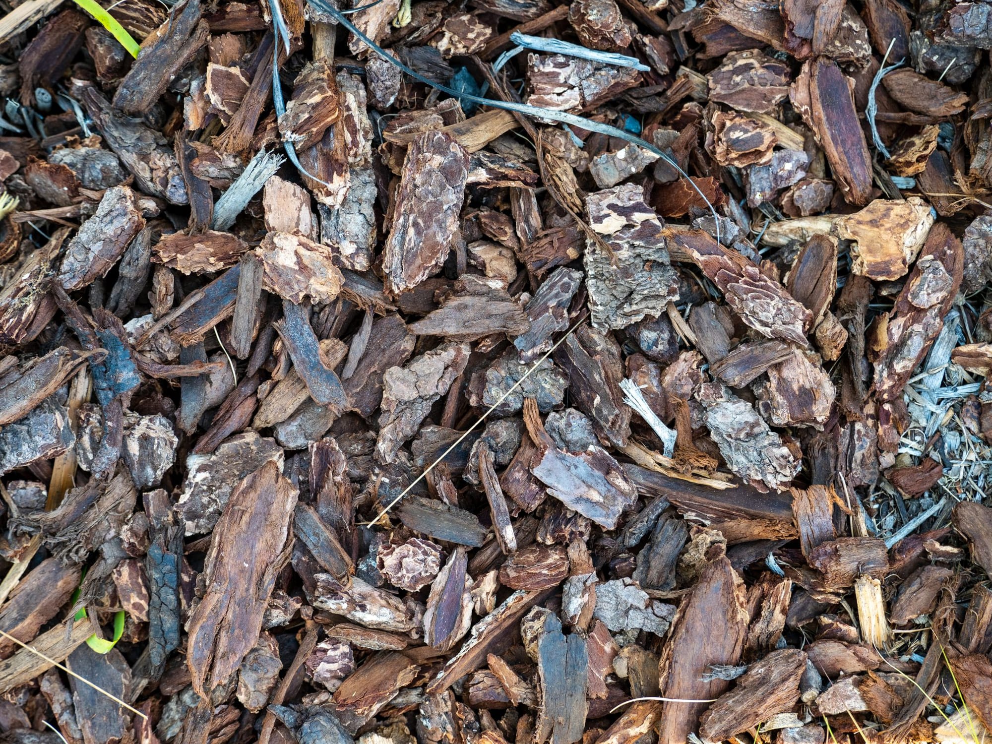 Free arborist wood chip mulch spread on a garden bed