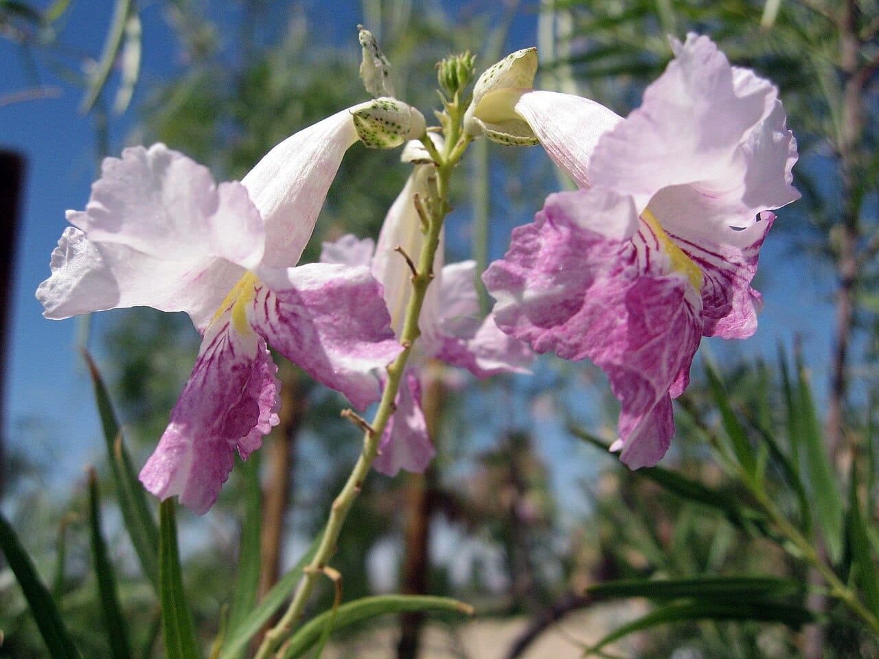 Orchid-like pink and white desert willow flowers with narrow willow-like leaves