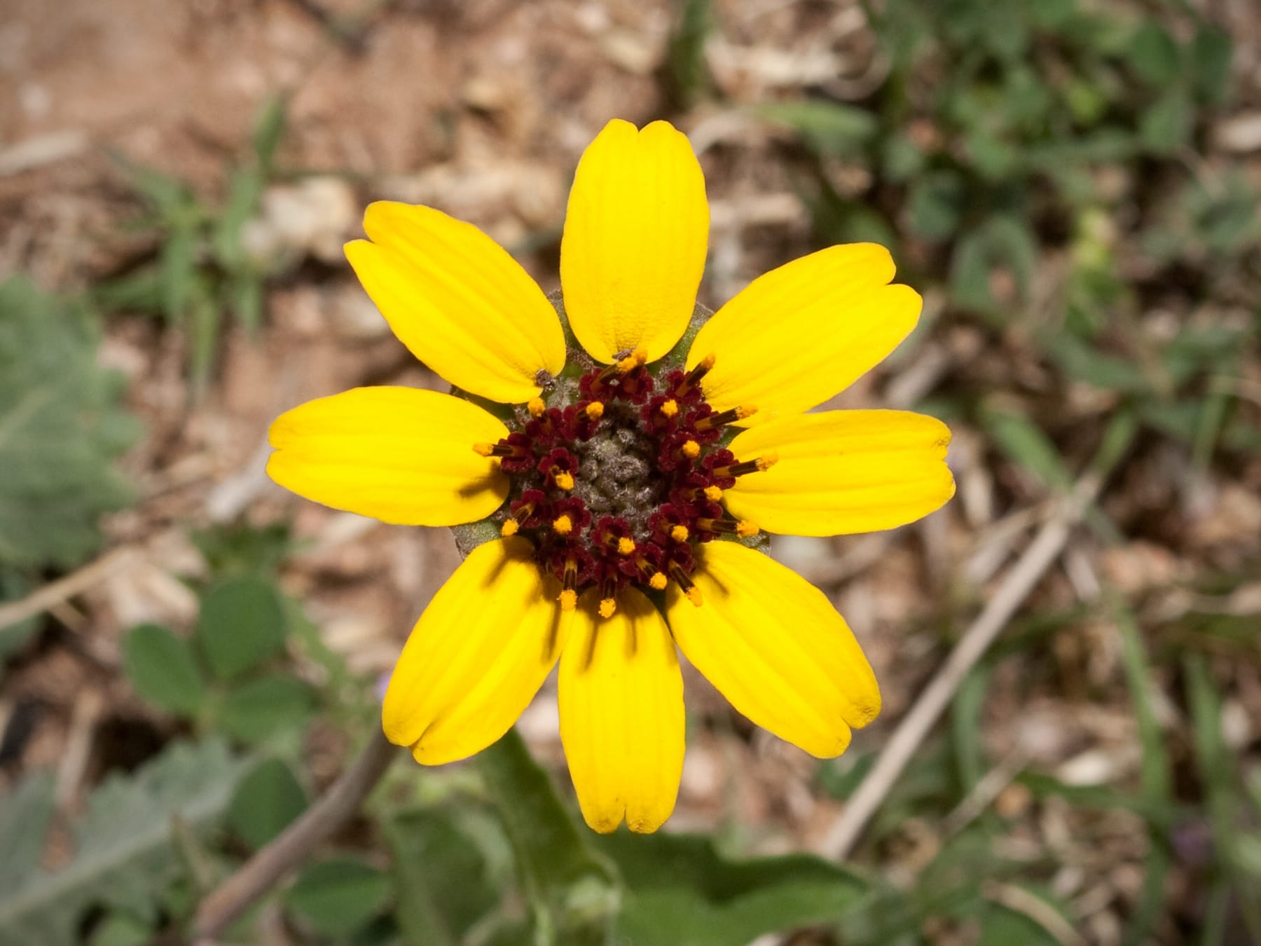 Chocolate Flower blooming in a drought-tolerant garden