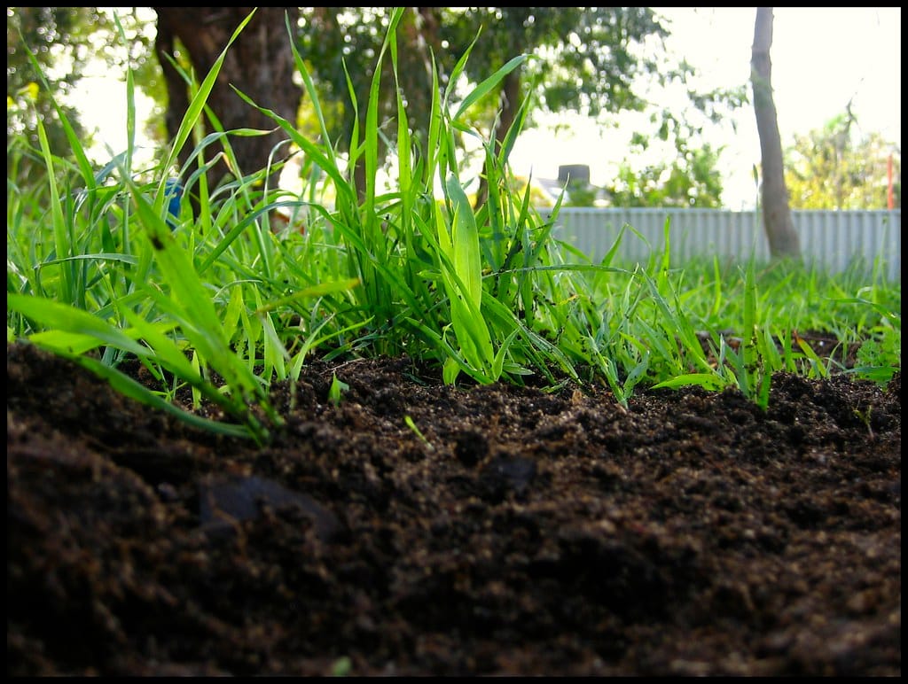 Dark compost worked into the surface of a garden bed