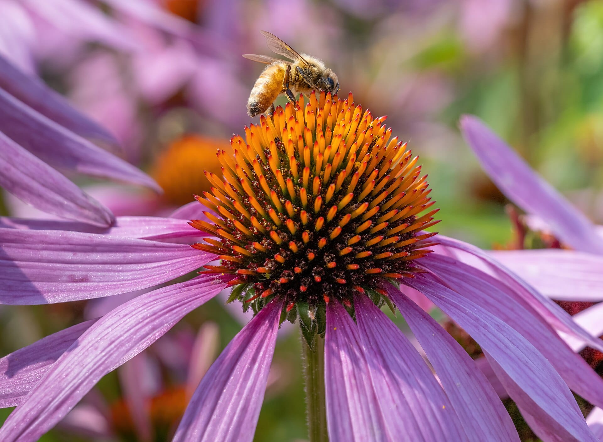 Coneflower blooming in a drought-tolerant garden