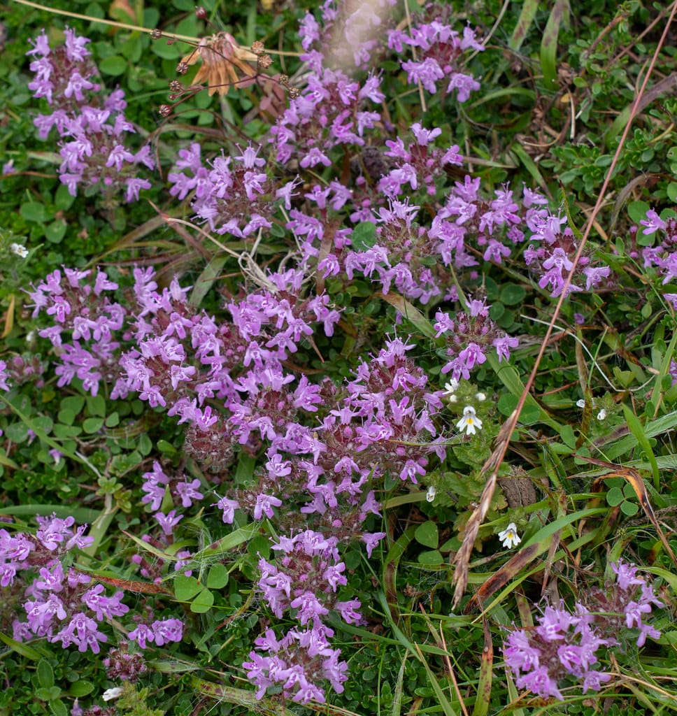 Creeping thyme (Thymus praecox)