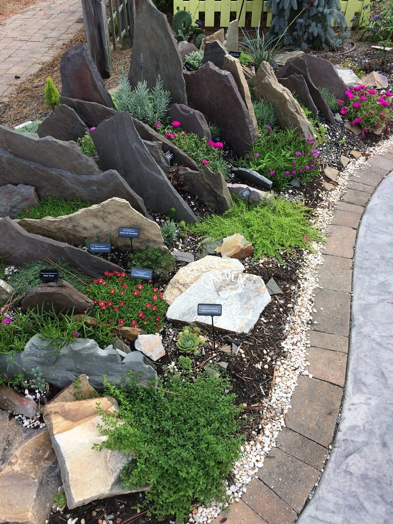 Mature crevice garden with dianthus and alpine plants blooming among upright stone slabs