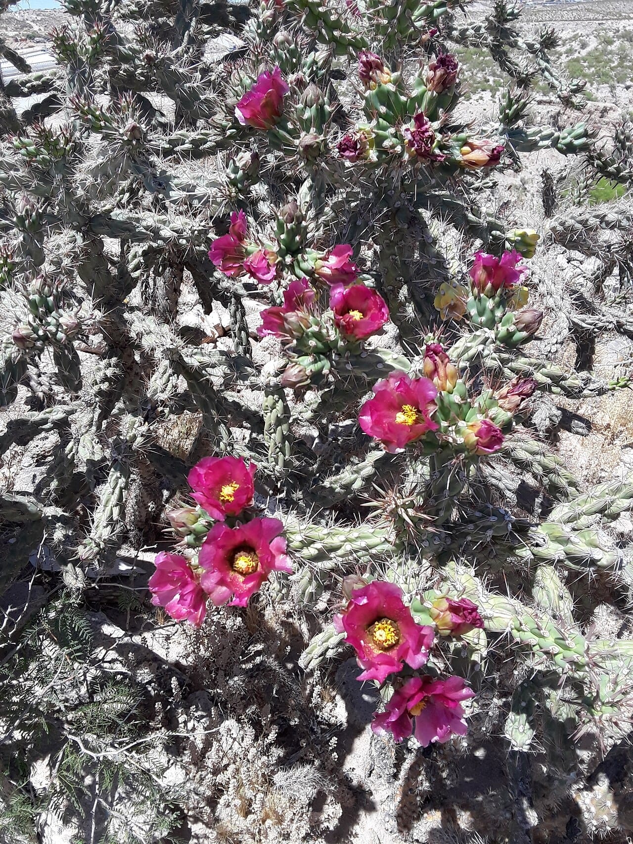 Cane cholla (Cylindropuntia imbricata)