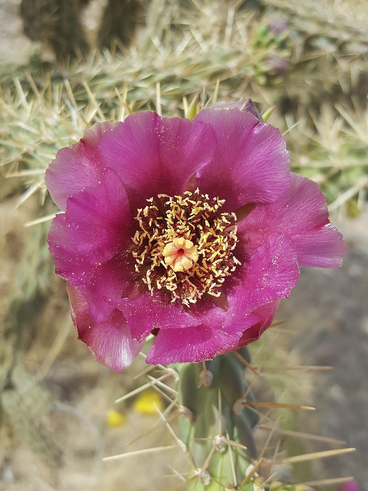 Magenta flower of tree cholla (Cylindropuntia imbricata)