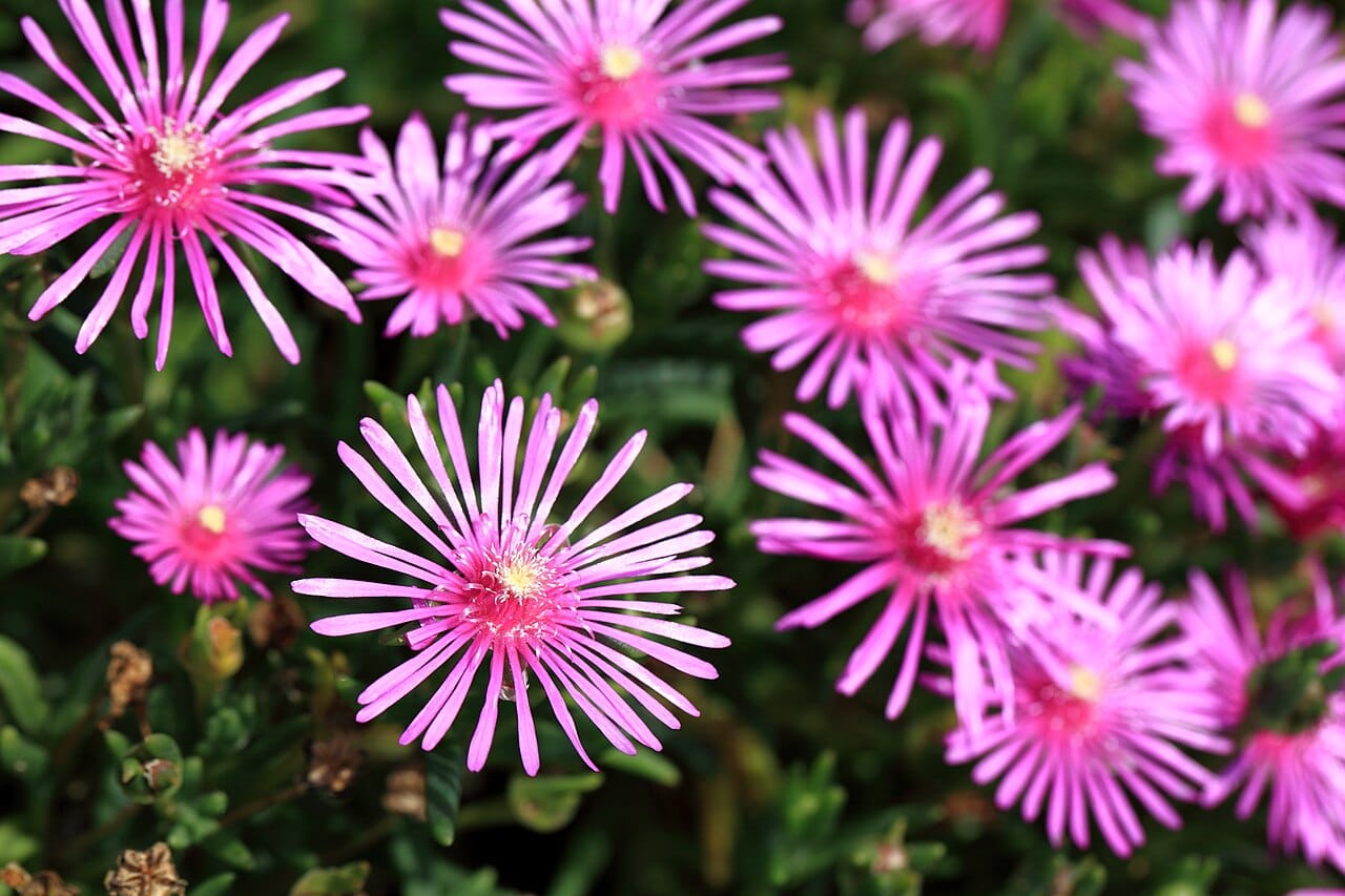 Neon pink daisy-like flowers of hardy ice plant carpeting the ground