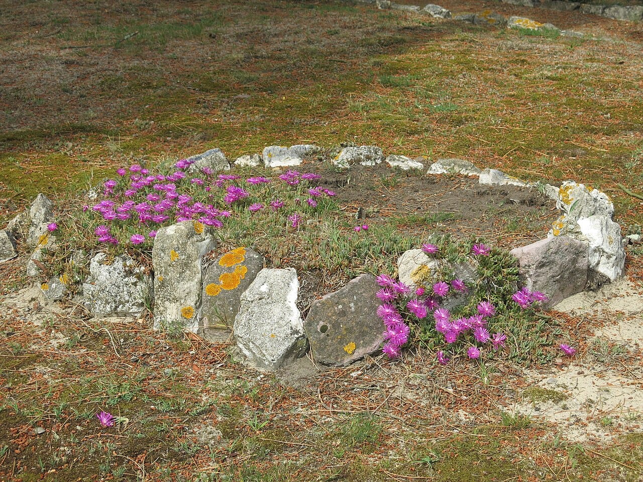 Purple-flowered ice plant (Delosperma cooperi) groundcover growing among sun-baked rocks
