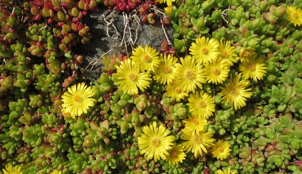 Hardy yellow ice plant (Delosperma nubigenum)