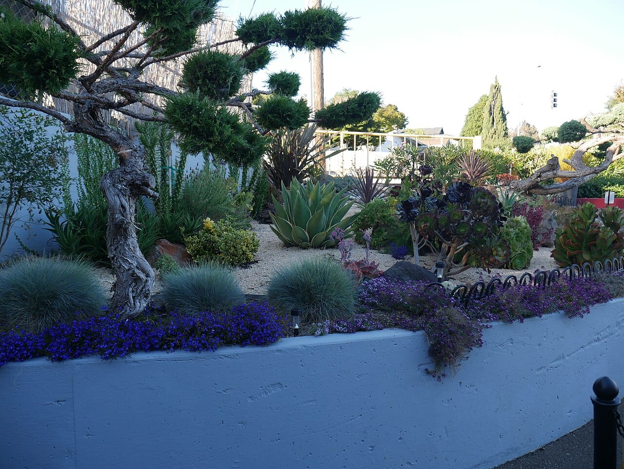 Densely planted drought-tolerant front yard with blue fescue, agave, and succulents