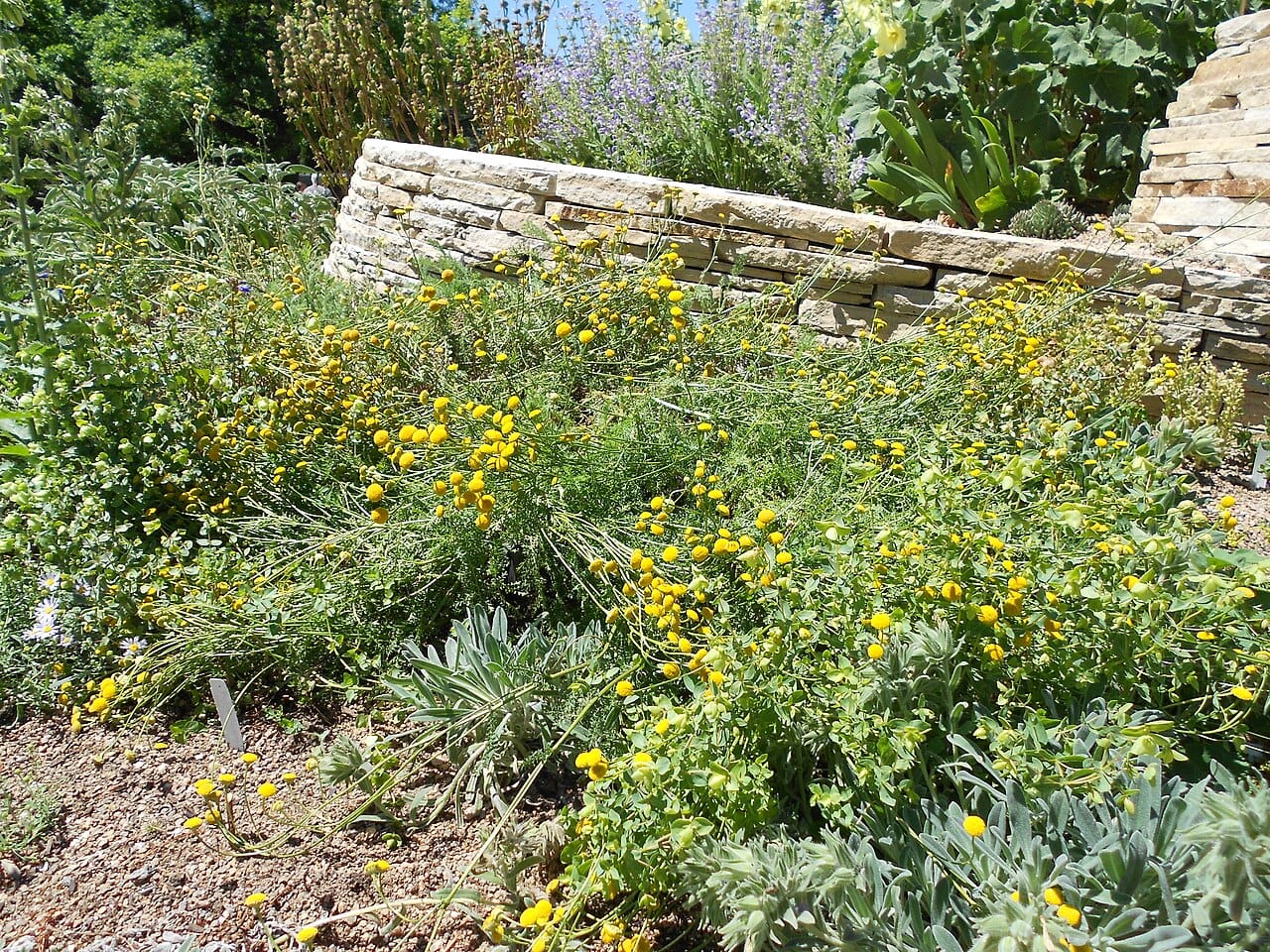 Waterwise steppe-style planting with stone wall at Denver Botanic Gardens
