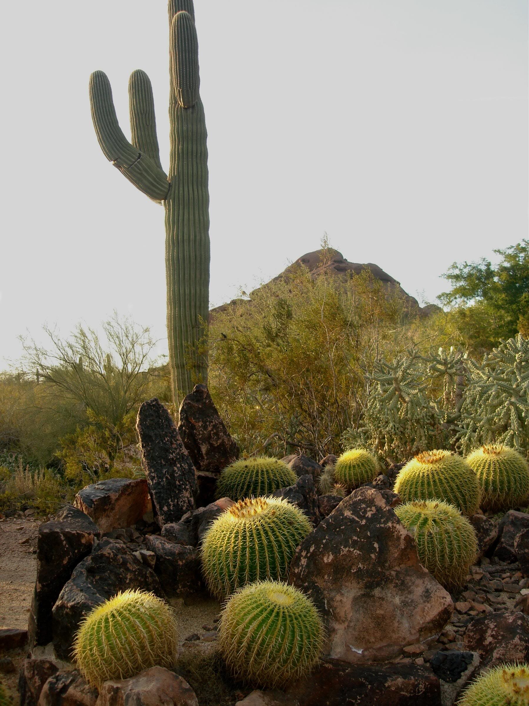 Golden barrel cacti massed among dark boulders below a saguaro at the Desert Botanical Garden