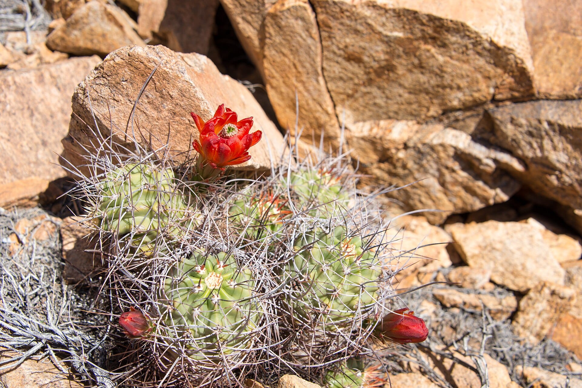 Claret cup cactus with scarlet flowers blooming among desert rocks