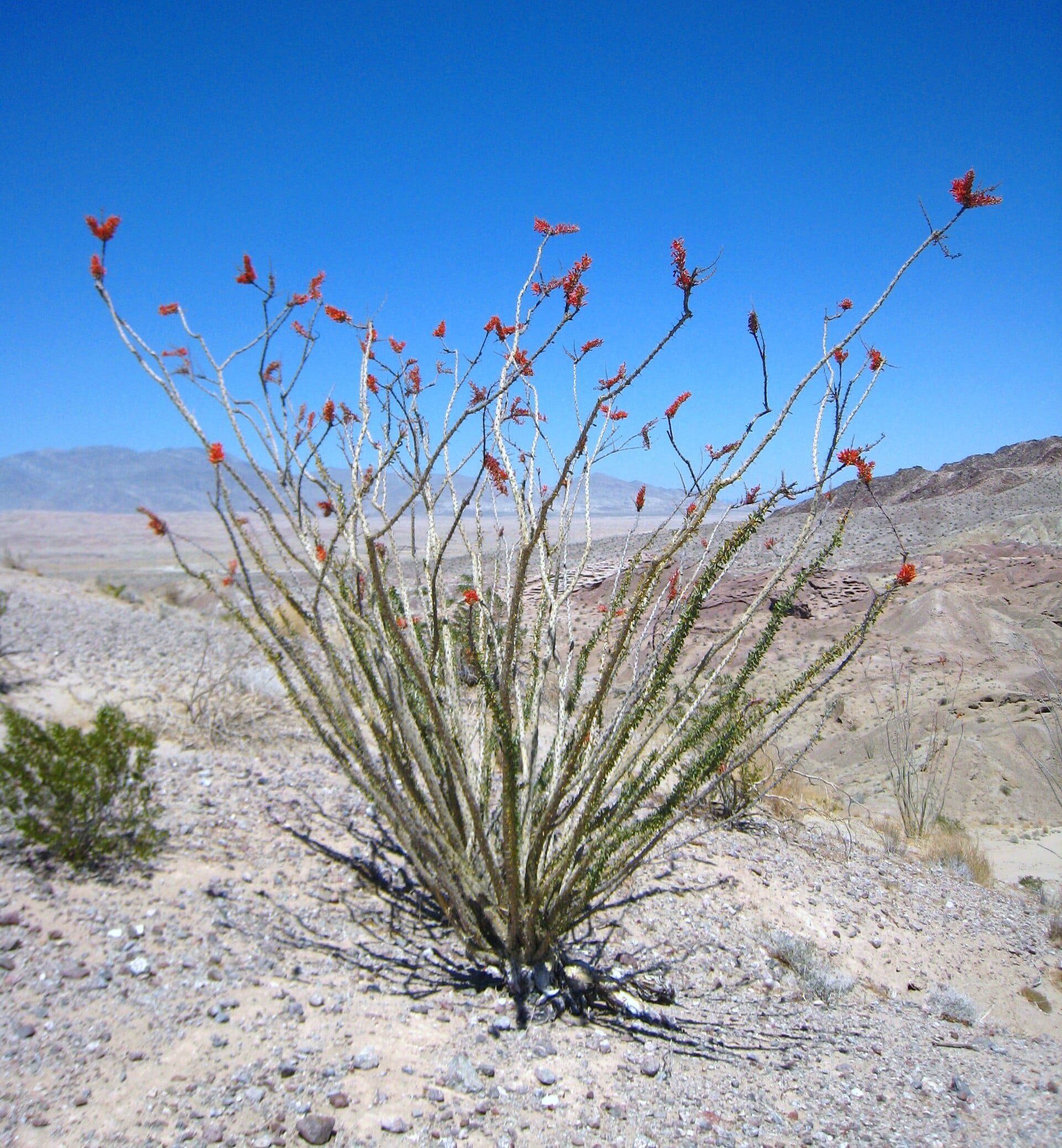 Ocotillo in scarlet bloom silhouetted against a deep blue desert sky