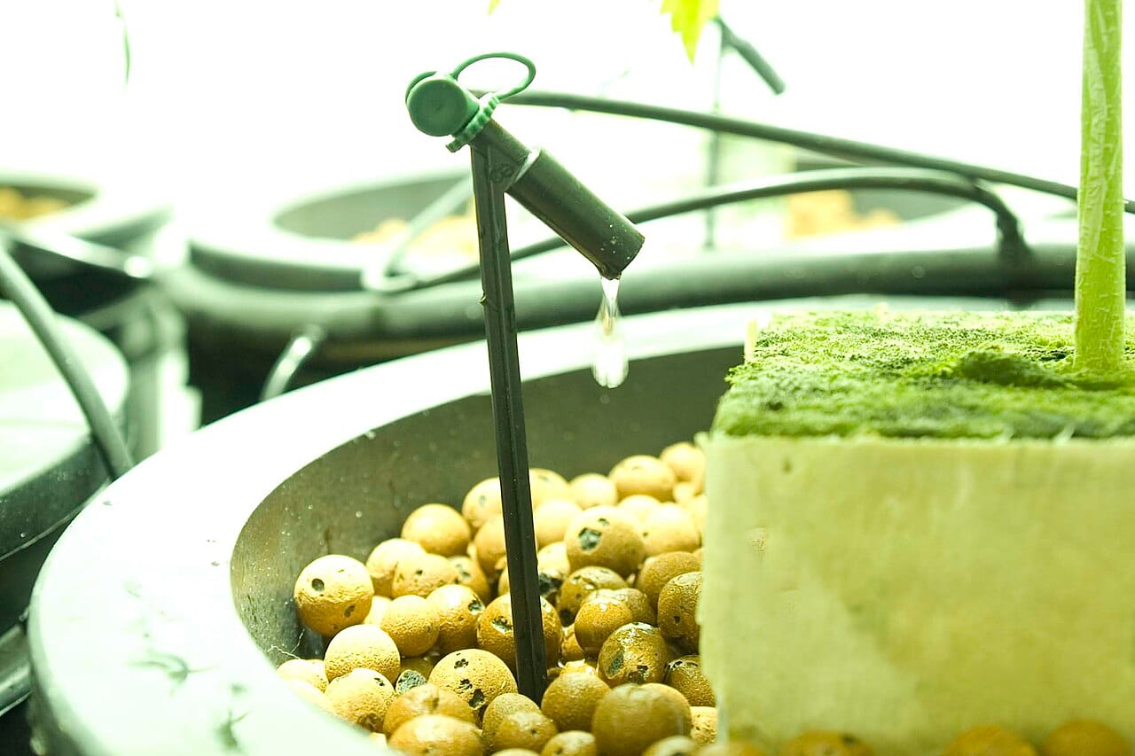 Close-up of a drip irrigation emitter releasing water one drop at a time