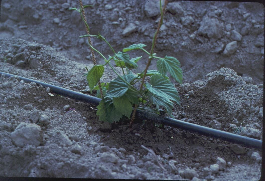 Drip irrigation line with inline emitter delivering water at the base of a young plant