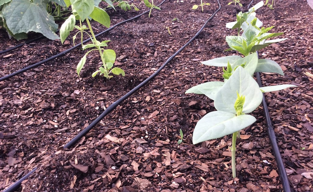 Drip irrigation lines delivering water directly to young plants in a mulched garden bed