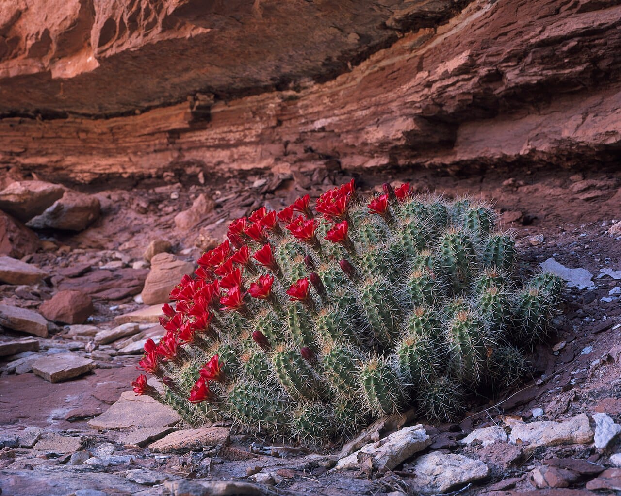 Claret cup cactus (Echinocereus triglochidiatus) covered in neon-red spring flowers among desert rock