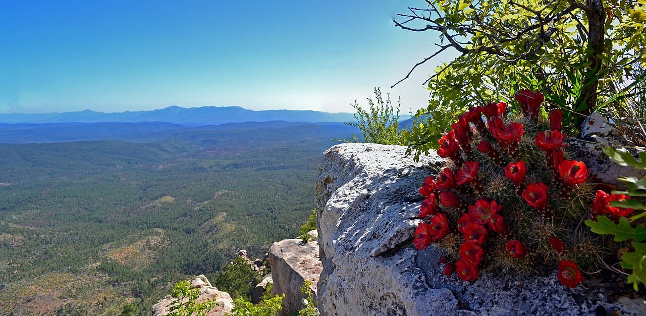 Claret cup cactus covered in scarlet blooms on a rocky rim overlooking forested canyon country