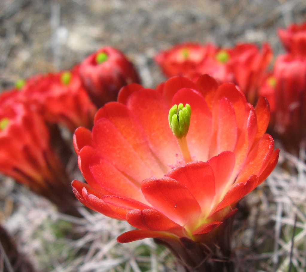 Claret cup cactus (Echinocereus triglochidiatus)