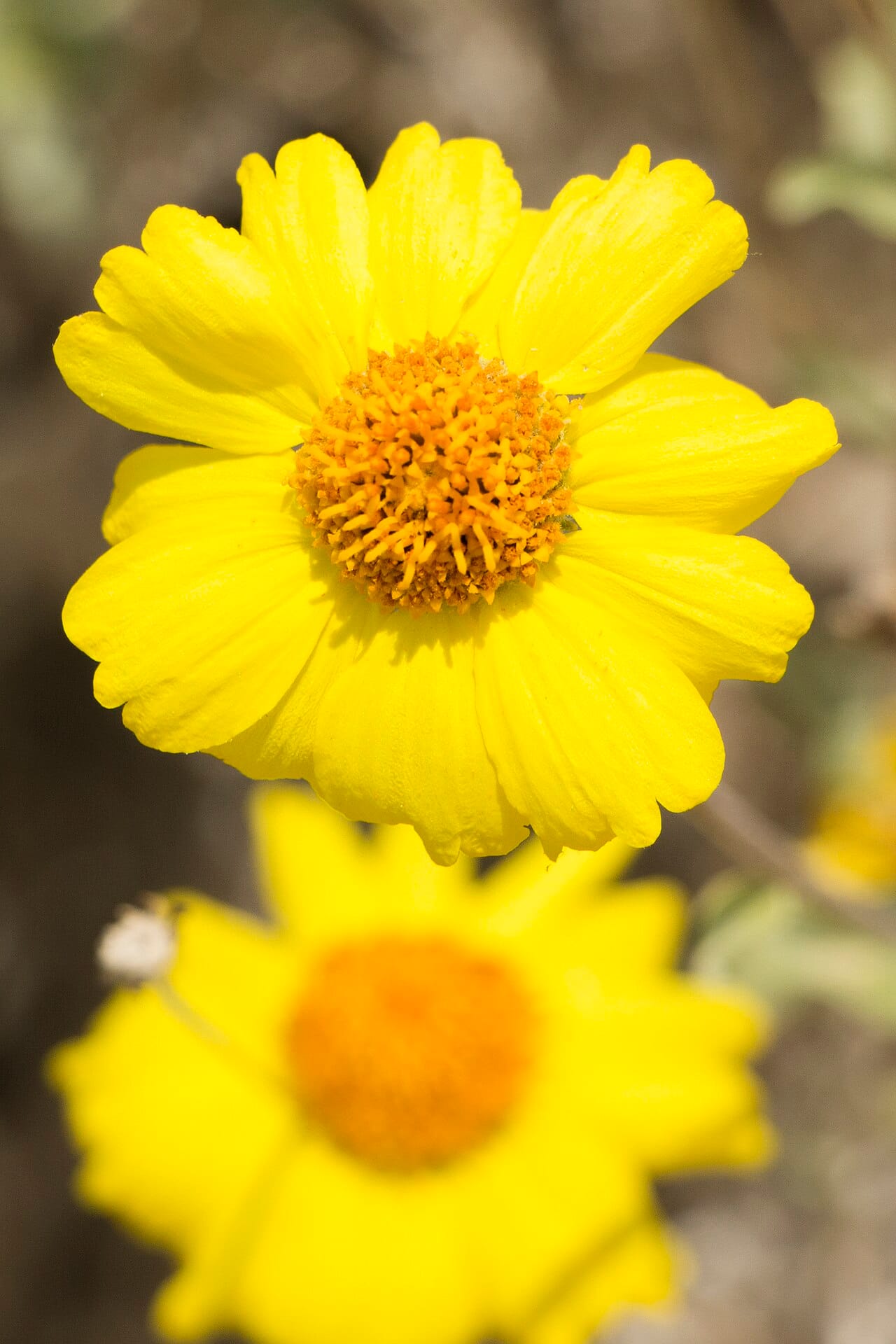 Bright yellow daisy flowers of brittlebush (Encelia farinosa)