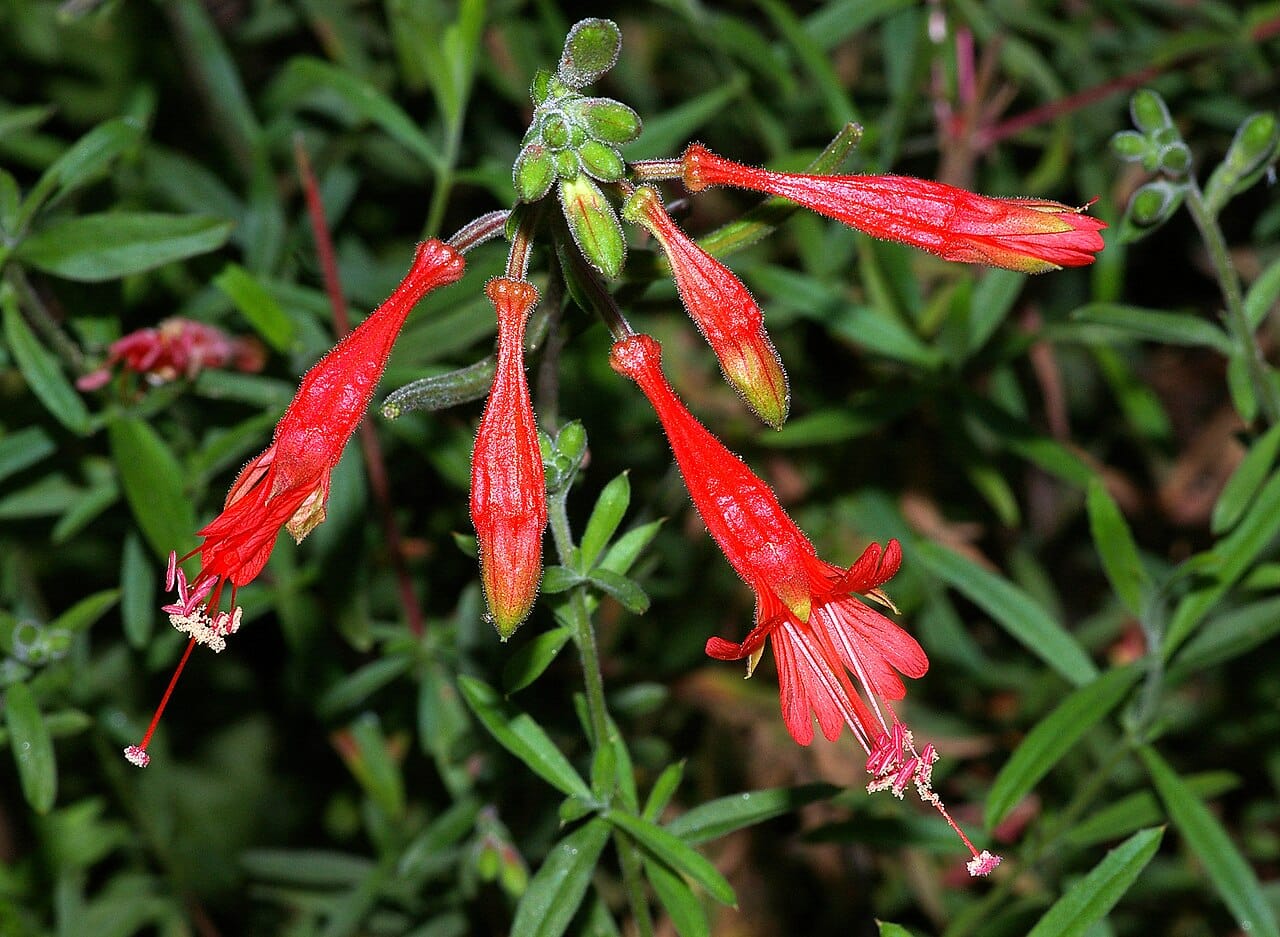 Scarlet tubular flowers of hummingbird trumpet (Epilobium canum, Zauschneria) in late summer