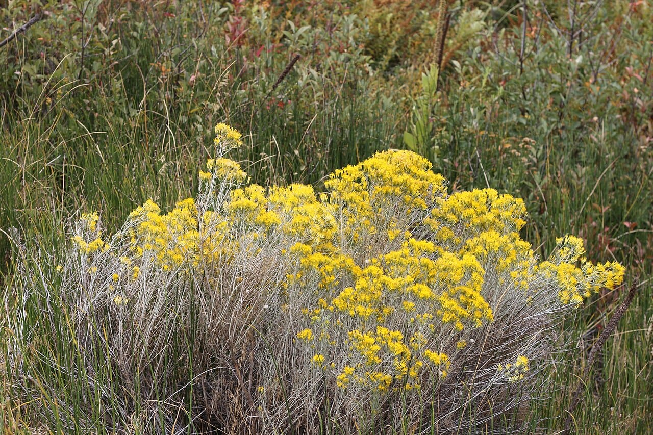 Rabbitbrush shrub with silver foliage covered in golden yellow September flowers