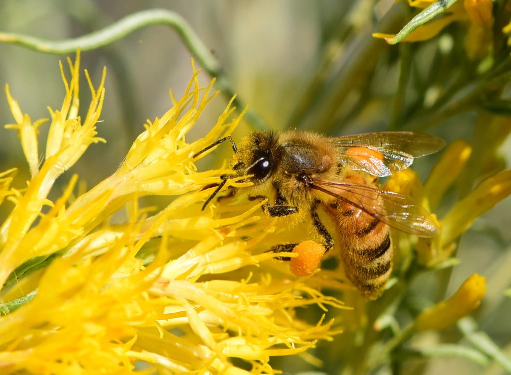 Honeybee gathering pollen on the golden September flowers of rubber rabbitbrush