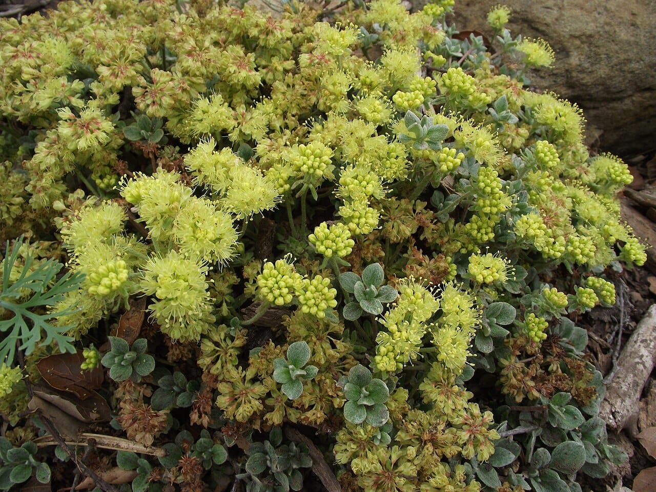 Sulphur buckwheat (Eriogonum umbellatum) mat covered in yellow pom-pom blooms
