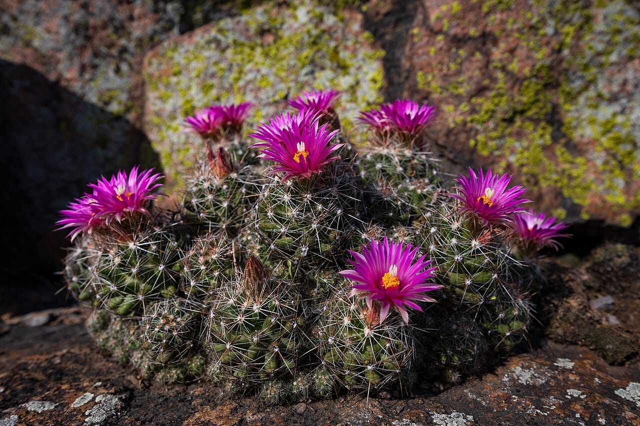 Spinystar (Escobaria vivipara)