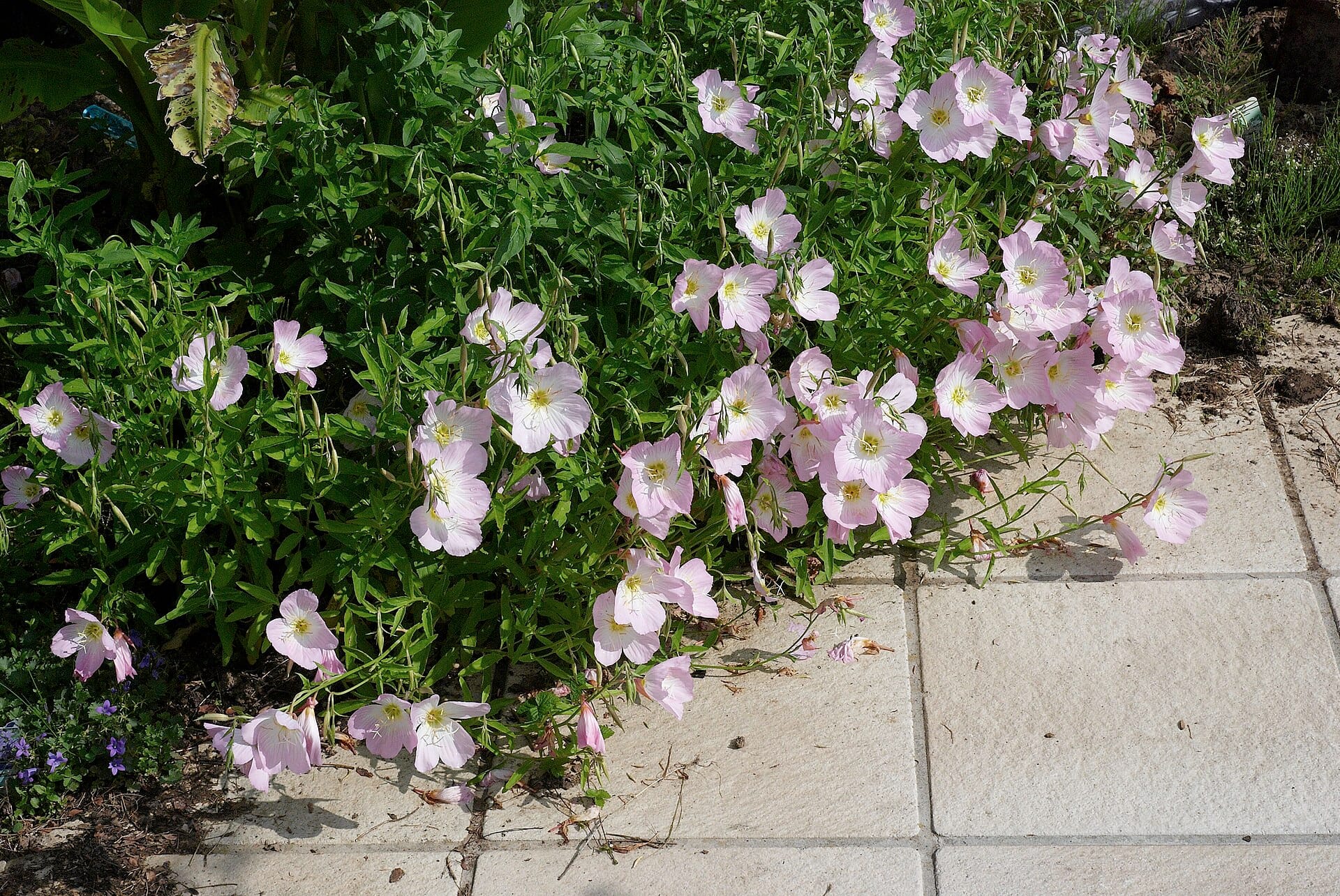 Evening Primrose blooming in a drought-tolerant garden