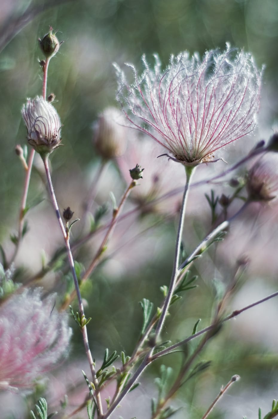 Feathery pink seed plumes of Apache plume shrub backlit in a dry garden