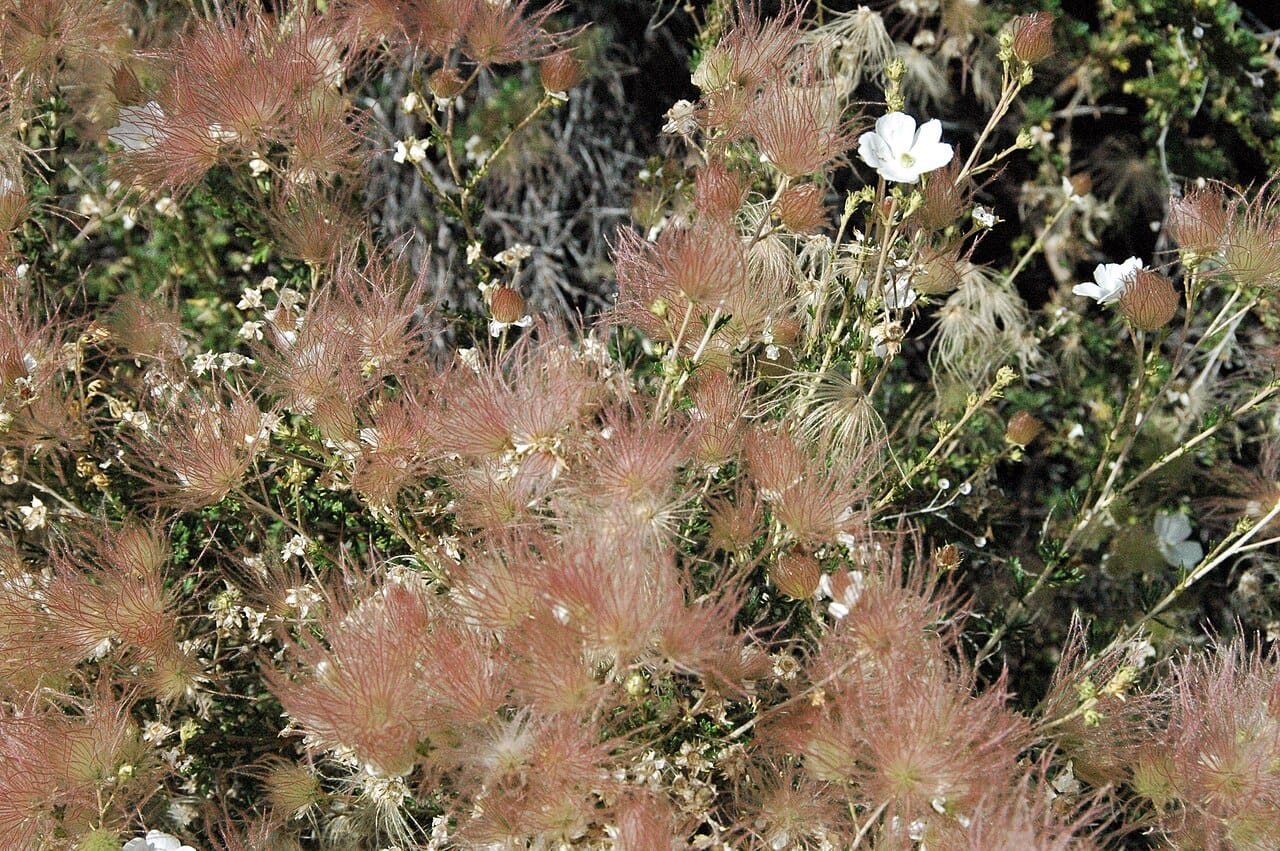 Apache plume (Fallugia paradoxa) with white flowers and feathery pink seed plumes