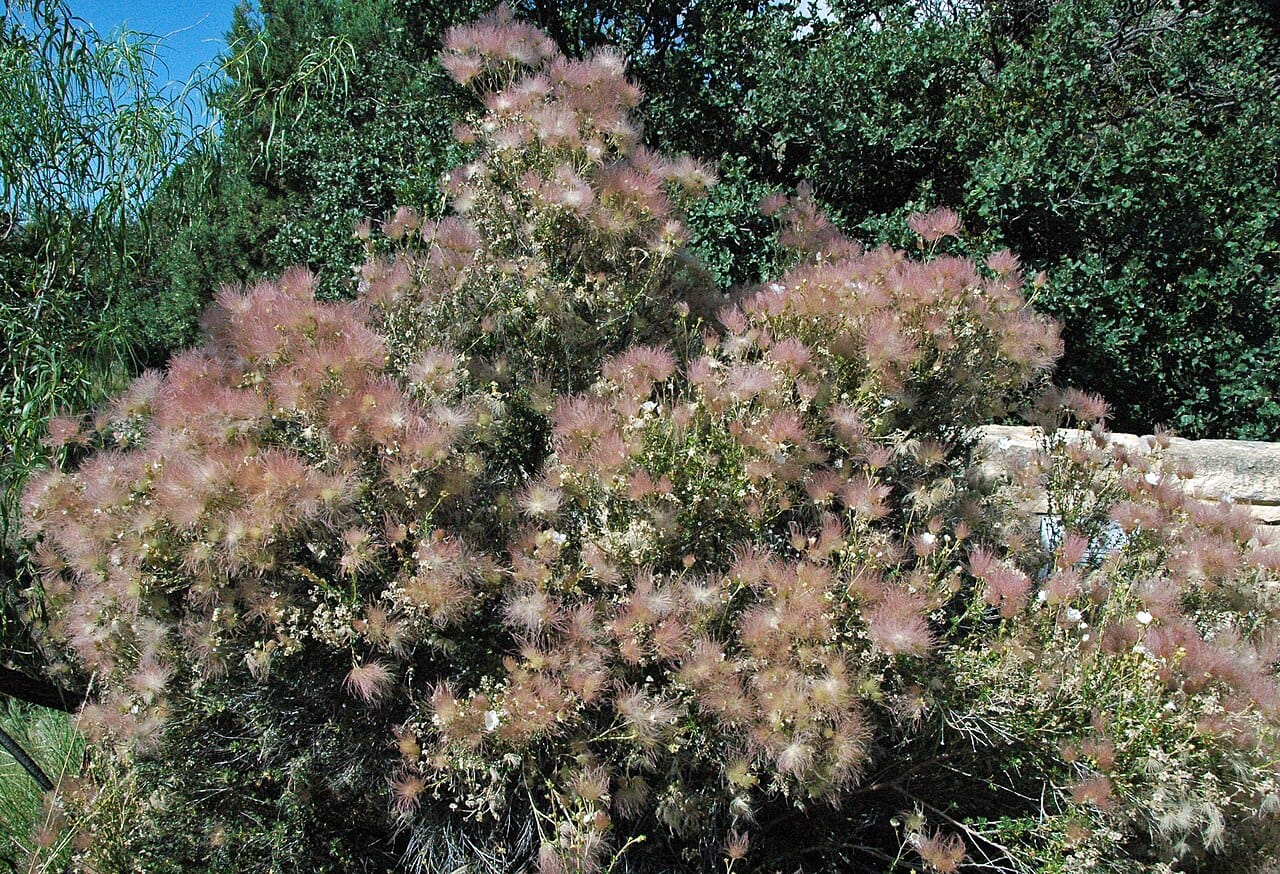 Apache plume shrub covered in pink feathery seed plumes