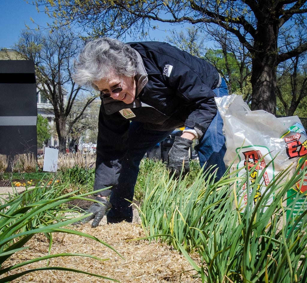 Gardener spreading mulch around young plants in a new garden bed