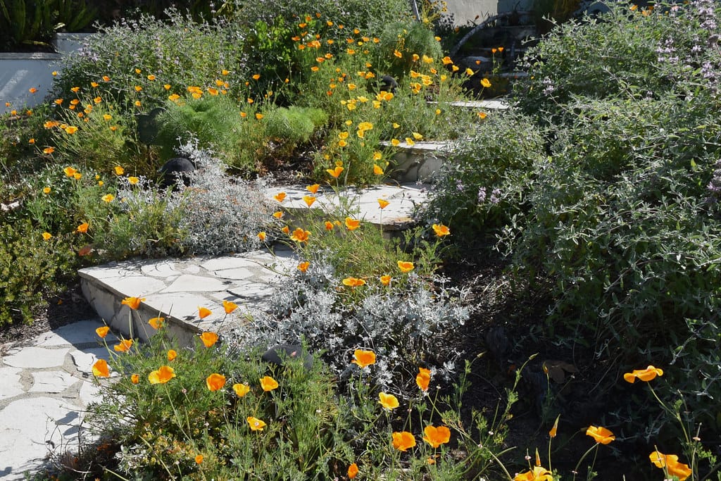 Flagstone steps climbing a slope planted with California poppies and silver foliage