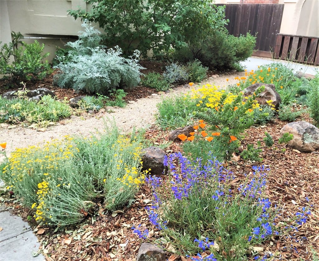 Gravel path through drifts of orange poppies, yellow yarrow, and blue penstemon