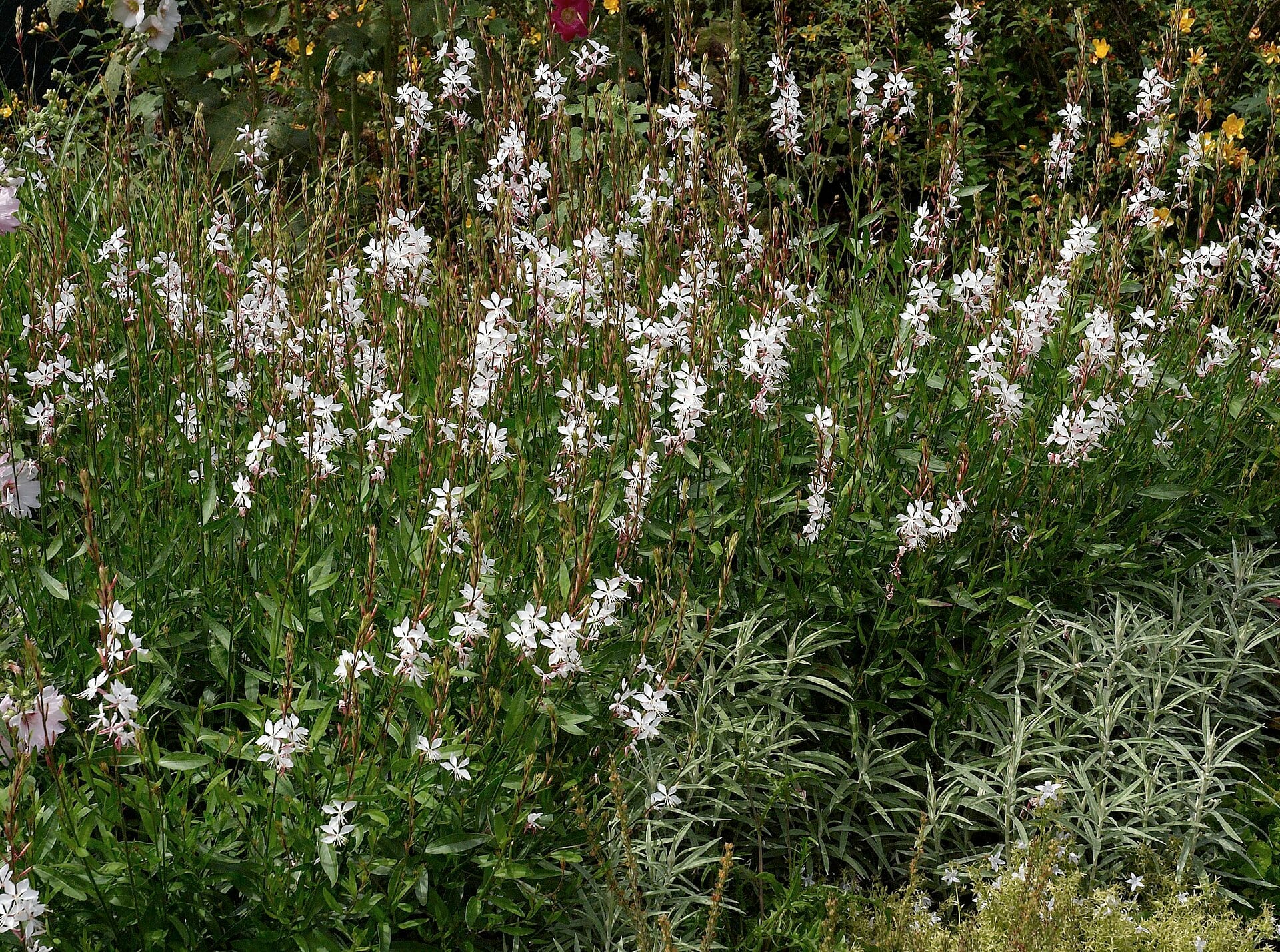 Gaura blooming in a drought-tolerant garden
