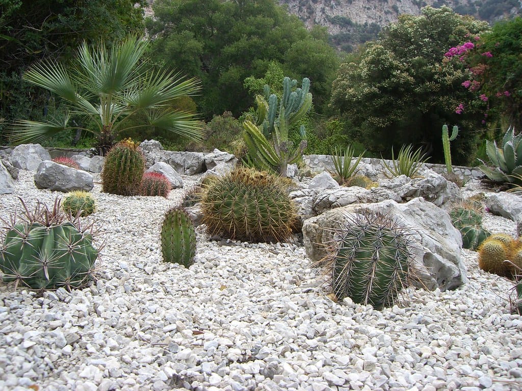 Cactus bed mulched with light-colored gravel and boulders