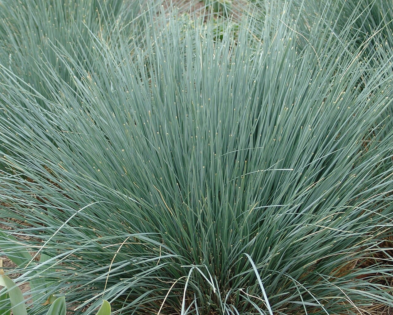 Steely-blue mound of blue oat grass (Helictotrichon sempervirens)