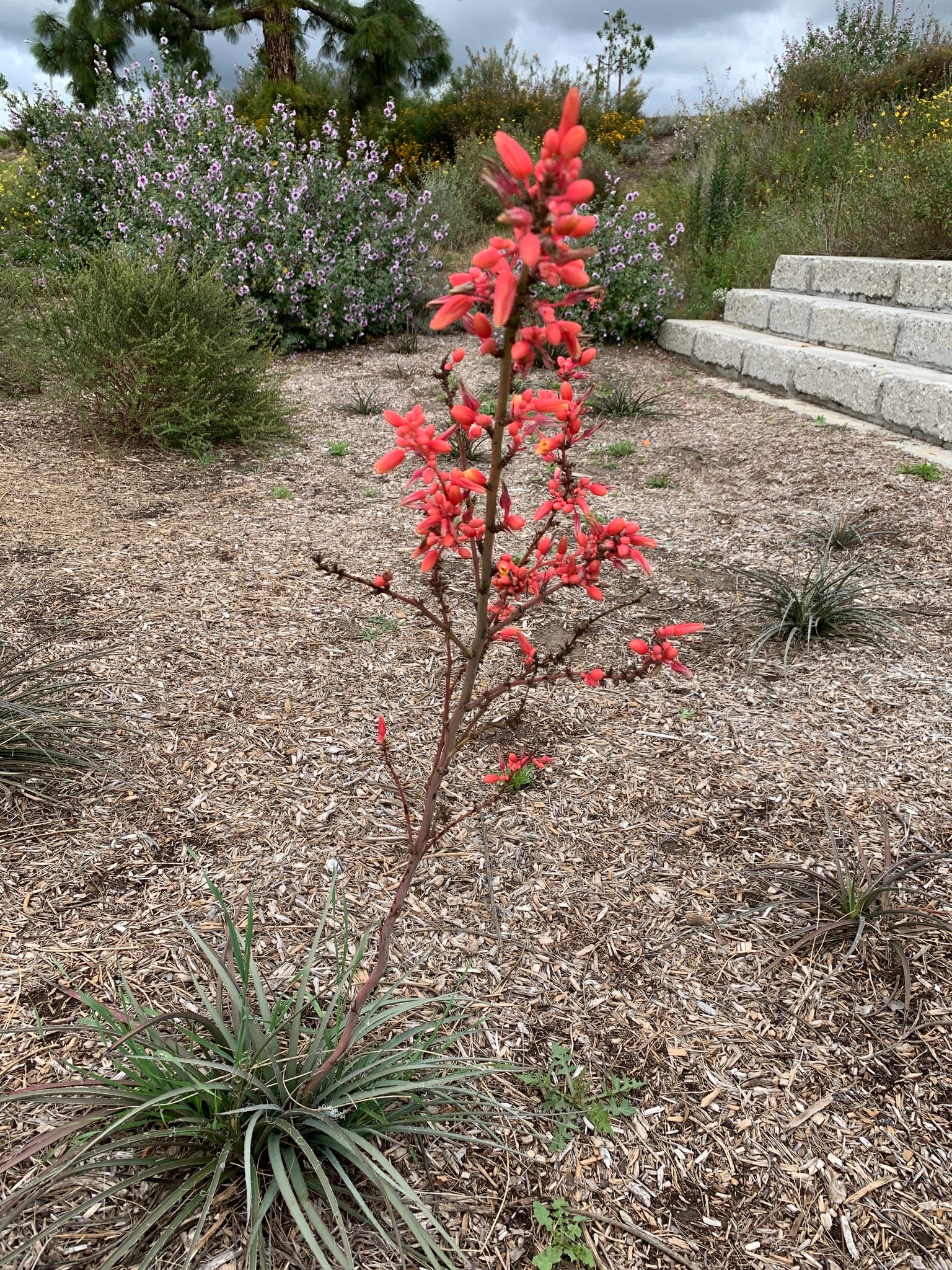 Texas red yucca (Hesperaloe parviflora) with a coral bloom spike rising from grassy foliage in a mulched xeriscape bed