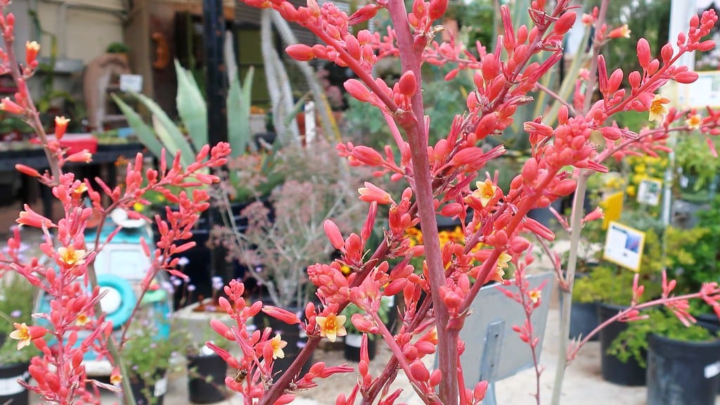 Red yucca (Hesperaloe parviflora)