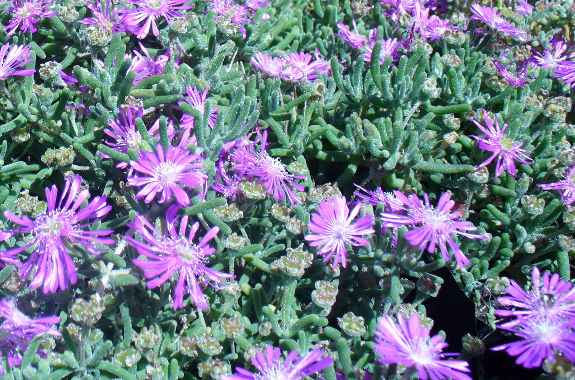 Ice Plant blooming in a drought-tolerant garden