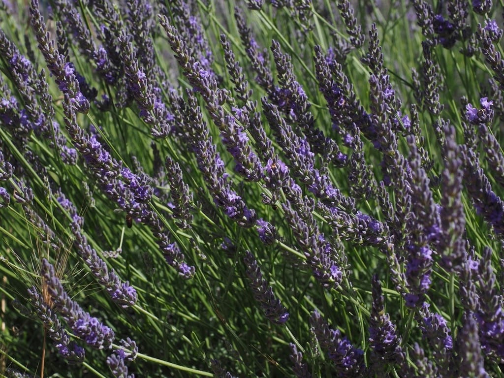 Purple flower spikes of lavandin lavender in full summer bloom