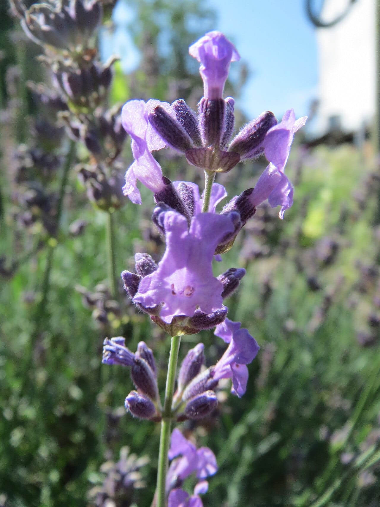 Lavender blooming in a drought-tolerant garden