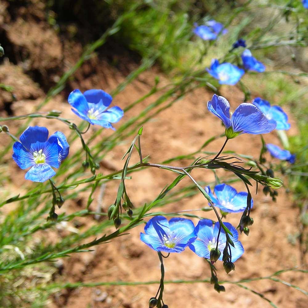 Sky-blue flowers of Lewis blue flax (Linum lewisii)