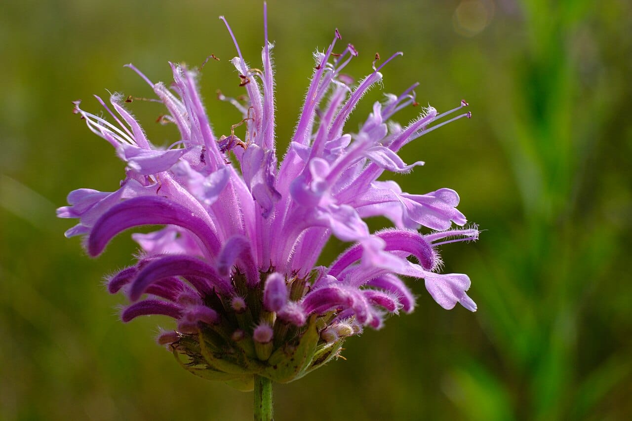 Lavender-pink wild bergamot flower head with tubular petals