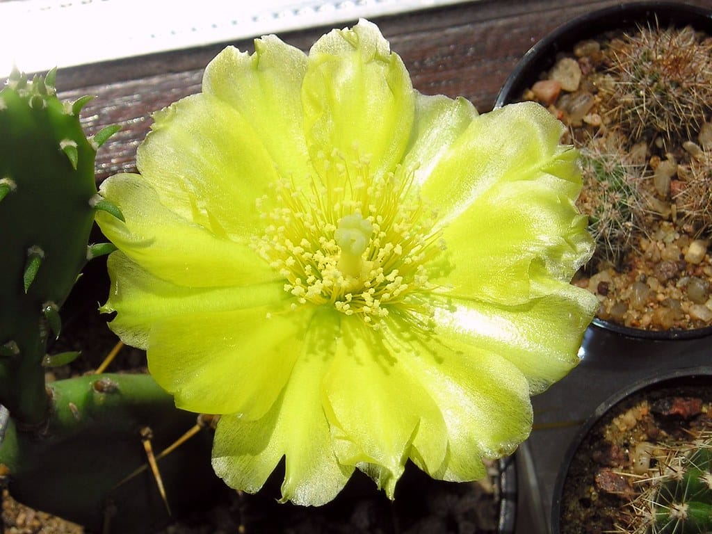 Eastern prickly pear (Opuntia humifusa)
