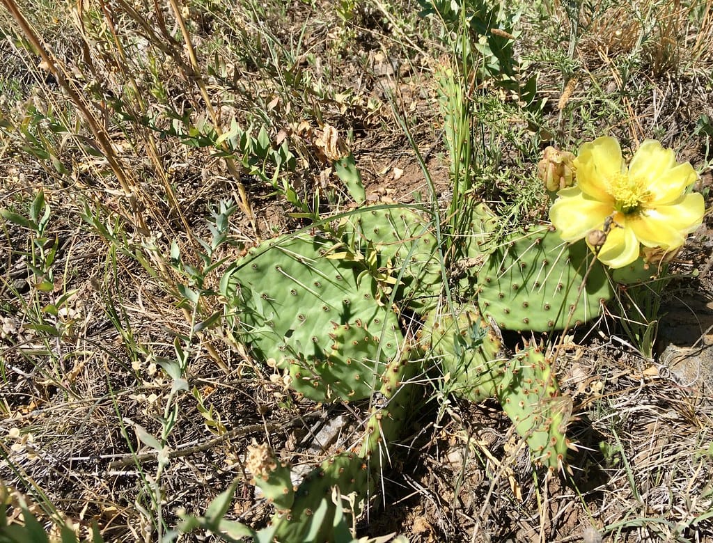 Plains prickly pear (Opuntia polyacantha)