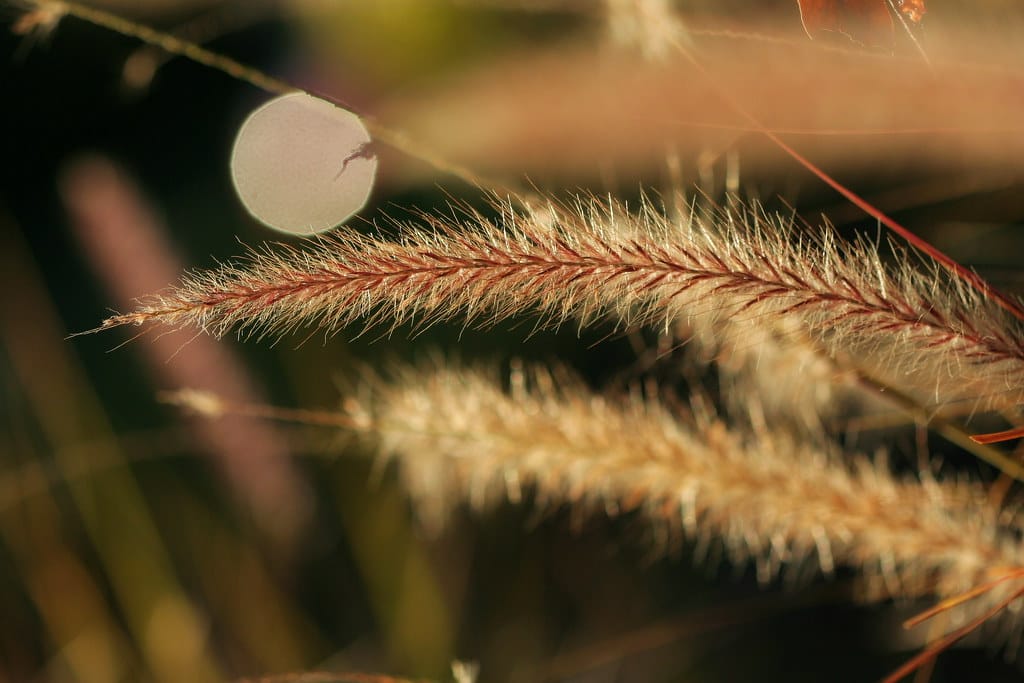 Backlit fountain grass seed heads glowing in low light