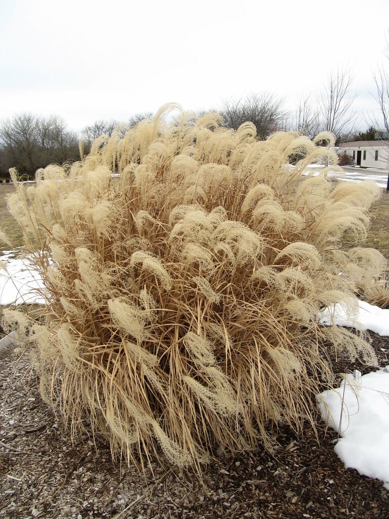 Ornamental grass left standing through winter with snow on mulched bed